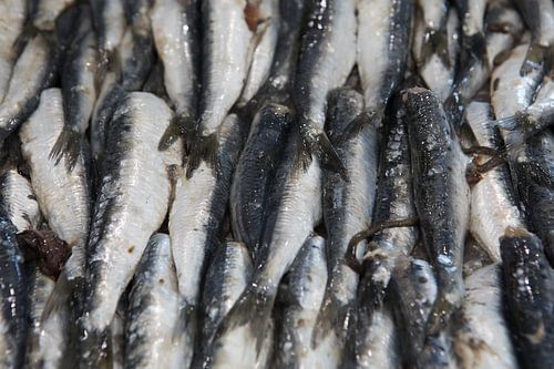 Fish by Evelien Bauwens
