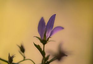 doux et violet sur Tania Perneel