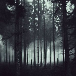 Dunkellheit und Licht - Nadelwald im Nebel von Dirk Wüstenhagen