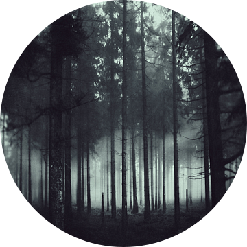 Dunkellheit und Licht - Nadelwald im Nebel