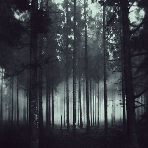Dunkellheit und Licht - Nadelwald im Nebel
