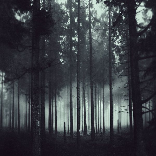 Dunkellheit und Licht - Nadelwald im Nebel van Dirk Wüstenhagen