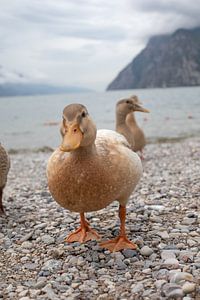 Neugierige Ente am Strand  des Gardasees