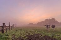 photo d'un lever de soleil coloré et brumeux dans un champ flamand, un pré avec des vaches, Menin, F par Fotografie Krist / Top Foto Vlaanderen Aperçu