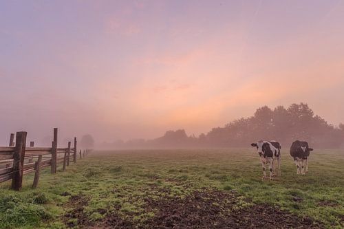 foto van een sfeervolle mistige kleurrijke zonsopkomst in een vlaams veld, een weide met koeien, Men