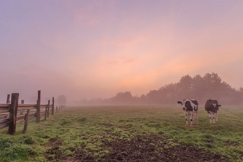 Foto eines atmosphärischen nebligen bunten Sonnenaufgangs auf einem flämischen Gebiet, eine Wiese mi von Fotografie Krist / Top Foto Vlaanderen