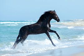 Zee paard von Merel Bormans