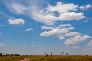 Girafes au loin sur Peter Michel