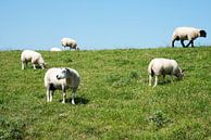 een kudde schapen in de wei von ChrisWillemsen Miniaturansicht