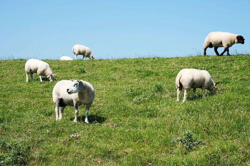 een kudde schapen in de wei van ChrisWillemsen