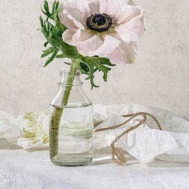 Still life with texture - Anemone by Alexandra Schmid