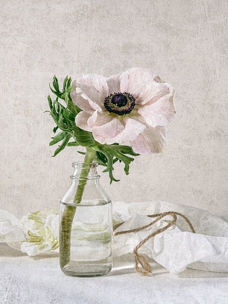 Stillleben mit Textur - Anemone von Alexandra Schmid