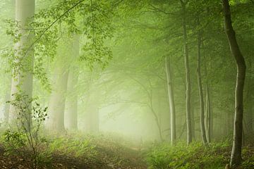 Green Mood Forest