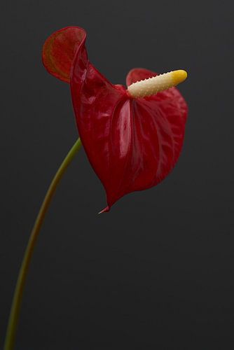 Een mooie rode bloem van een Anthurium Sierra, de koning van de jungle!