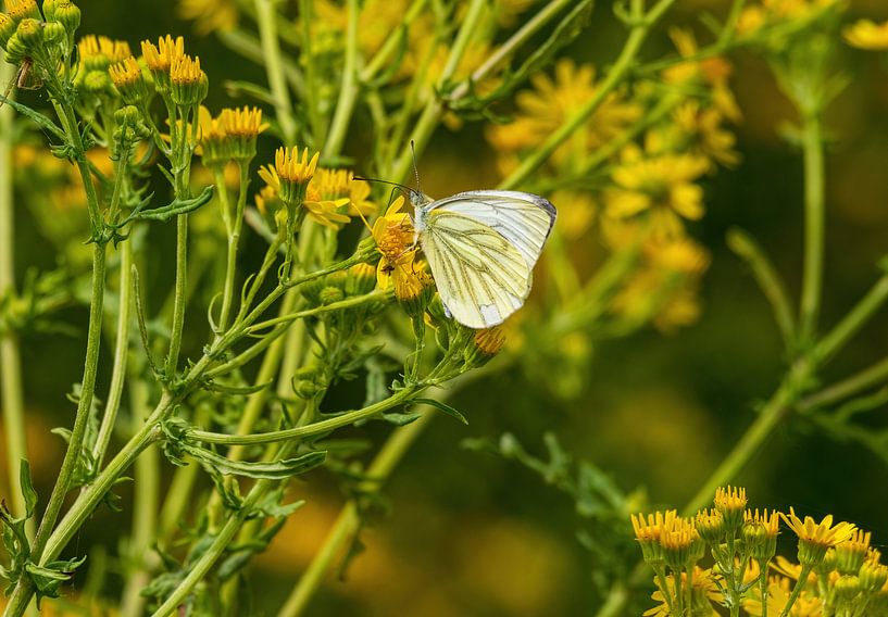 Vlinder op een geel plantje van Merijn Loch