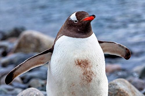 De ezelspinguïns van Antarctica
