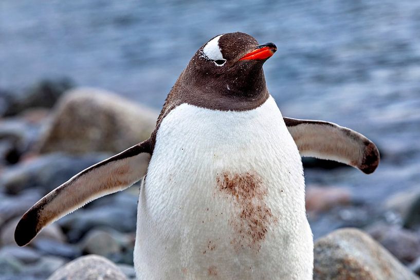 Die Eselspinguine der Antarktis von Roland Brack