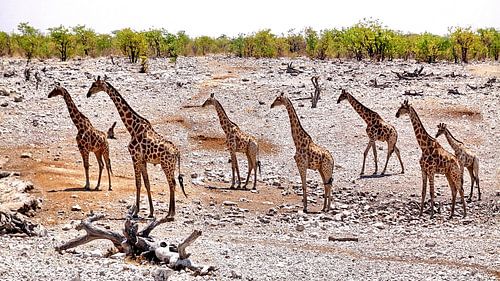 groep Giraffen in Nambinë