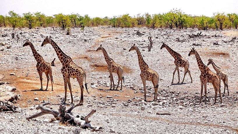 groep Giraffen in Nambinë van Henk Langerak