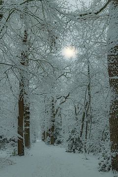 Winter, snow in the Wilgenhof of Beetsterzwaag Opsterland Friesland
