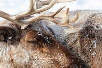 Caribou - 35° C