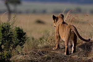 BORN FREE sur Thomas Herzog