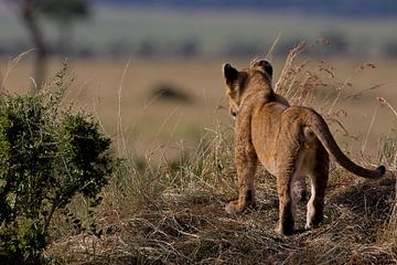 BORN FREE von Thomas Herzog