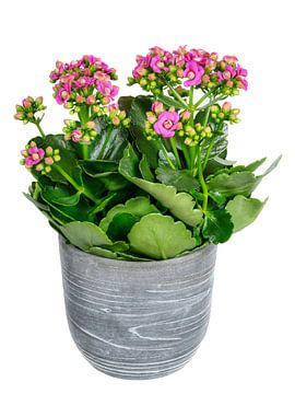 Bloeiende Kalanchoë op witte achtergrond