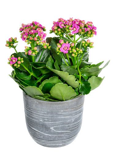 Kalanchoé en fleurs sur fond de ciel blanc