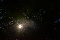 Rayons de soleil à travers un feuillage sombre par Kristof Lauwers Aperçu