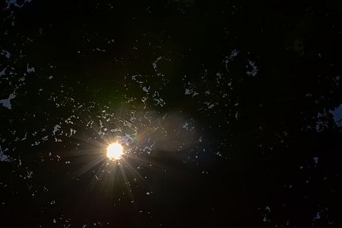 Zonnestralen door een donker bladerdak