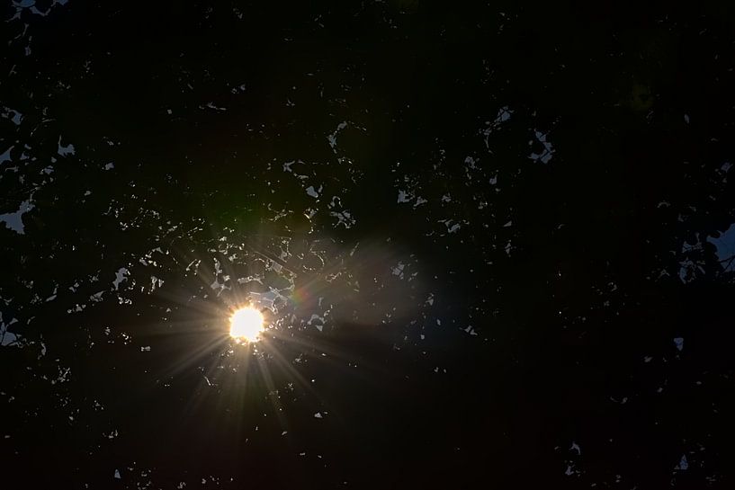 Rayons de soleil à travers un feuillage sombre par Kristof Lauwers