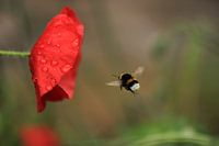 Hommel
