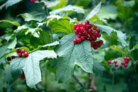 Red berries