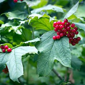 Red berries by Helga Novelli