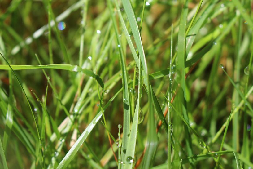 Het ontwakende gras von jorrit Verduijn