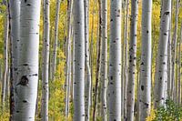 Birch trunks in the forest during early spring