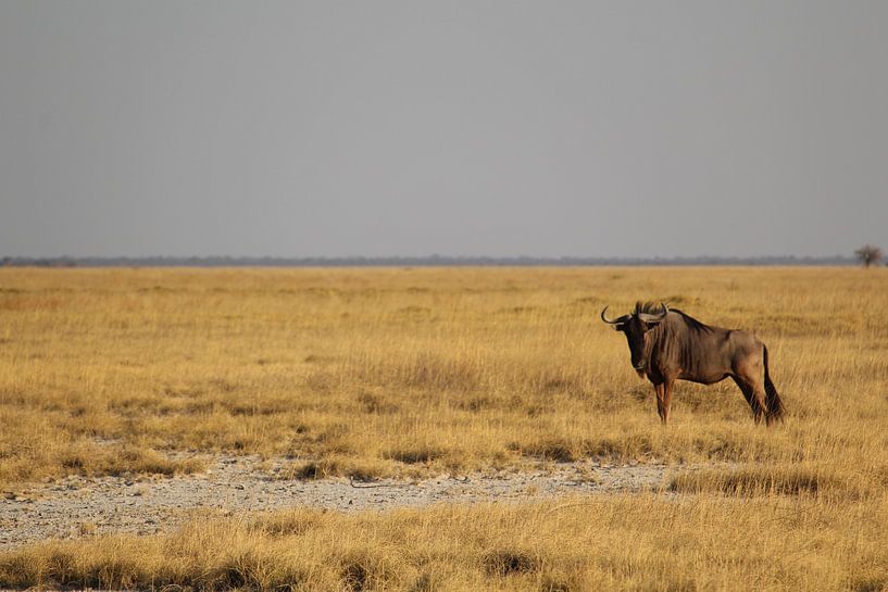 Einsame Gnus in Botswana, Afrika von Phillipson Photography