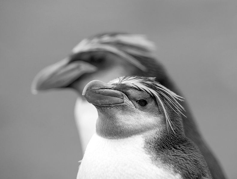 Königspinguin, Eudyptes schlegeli von Beschermingswerk voor aan uw muur