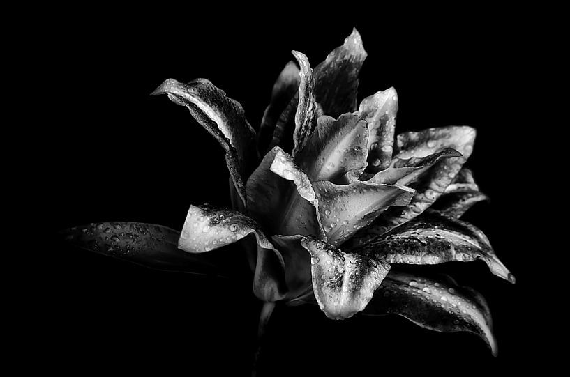 Lovely Lily - Schwarzweiß von Marlika Art