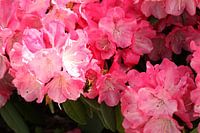Rhododendron en rose