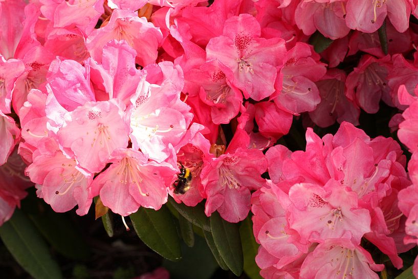 Rhododendron in pink von Anja Bagunk