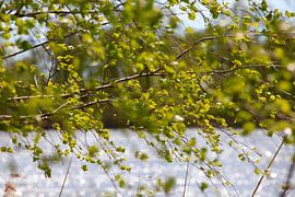 May Green sur Thomas Jäger