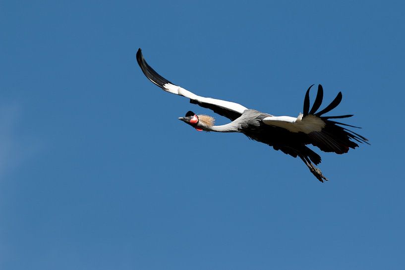 Grauer Kronenkranich, Balearica regulorum, Nationalvogel Ugandas mit steifer Krone von W J Kok