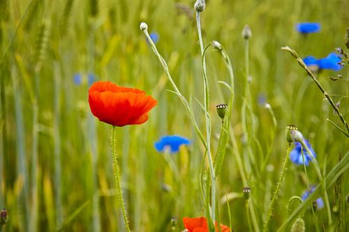 Papaver op een tarweveld