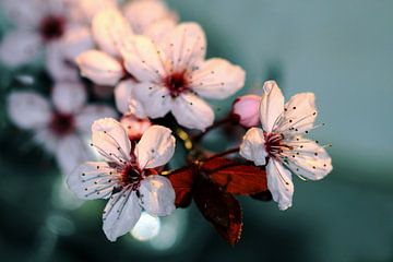 Bloeiende bomen