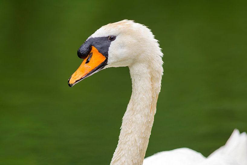 Cygne avec des gouttes par Stephan Jansson