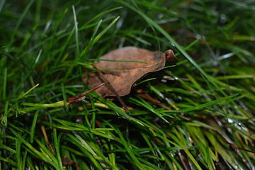 Het gele blad van Ahmed Nasr