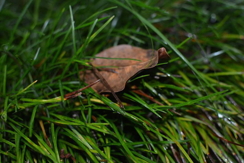 Het gele blad van Ahmed Nasr