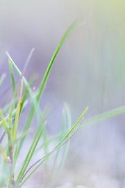 Gras by Robert Wiggers